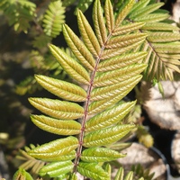 Sorbus scalaris 